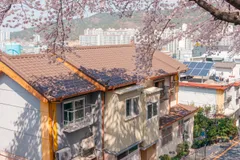 春天櫻花盛開、俯瞰釜山山坡老房子的街景