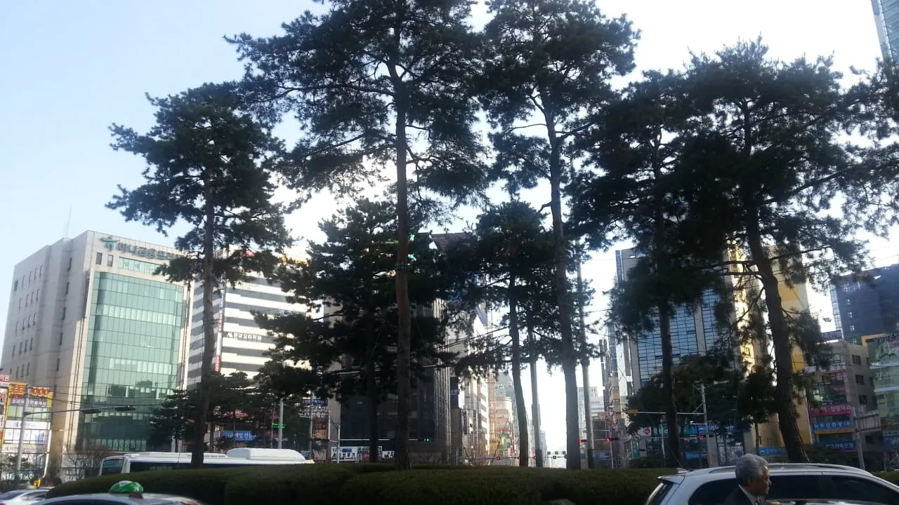 A Seomyeon downtown street lined with trees and high-rise buildings