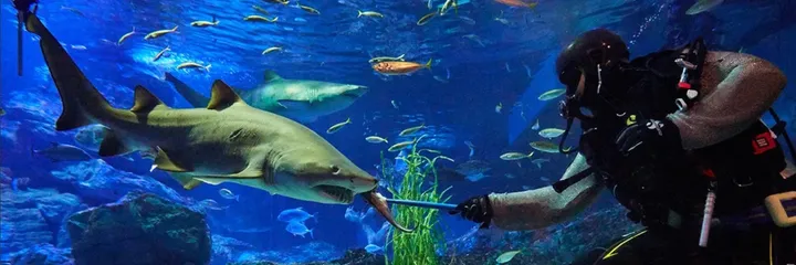 Busan SEA LIFE Aquarium
