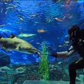 SEA LIFE Busan Aquarium Ticket